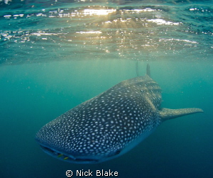 Whale Shark and Dappled Light.
In the last few minutes o... by Nick Blake 